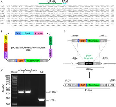 Efficient generation of mNeonGreen Plasmodium falciparum reporter lines enables quantitative fitness analysis